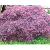 Fächerahorn im Topf Durchmesser 19 cm ^ Plantiflor Hot