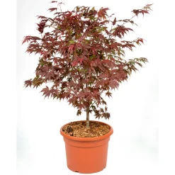 Fächerahorn im Topf Durchmesser 19 cm ^ Plantiflor Hot