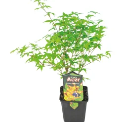 Fächerahorn im Topf Durchmesser 19 cm ^ Plantiflor Hot