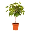 Feigenbaum im Topf Durchmesser 20 cm ^ Plantiflor Hot