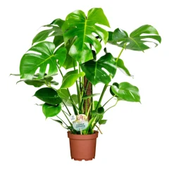 Fensterblatt 45-50 cm T 14 ^ Plantiflor Online