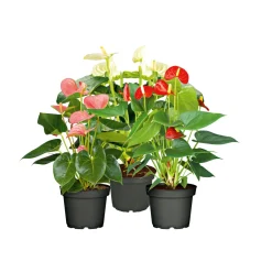 Flamingo-Blume Pink T14 ^ Plantiflor Outlet