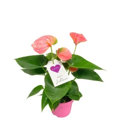 Flamingoblume Ton in Ton Topf- Durchmesser 10,5 cm ^ Plantiflor Clearance