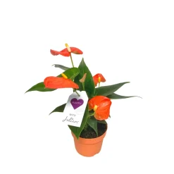 Flamingoblume Ton in Ton Topf- Durchmesser 10,5 cm ^ Plantiflor Clearance