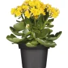 Flammendes Käthchen Calandiva T11 ^ Plantiflor New