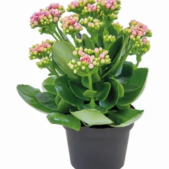 Flammendes Käthchen Calandiva T11 ^ Plantiflor New