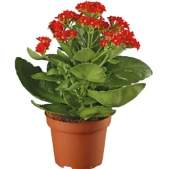 Flammendes Käthchen Calandiva T11 ^ Plantiflor New
