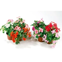 Fleißiges Lieschen Topf Durchmesser 10,5 cm ^ Plantiflor Sale
