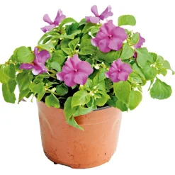 Fleißiges Lieschen Topf Durchmesser 10,5 cm ^ Plantiflor Sale