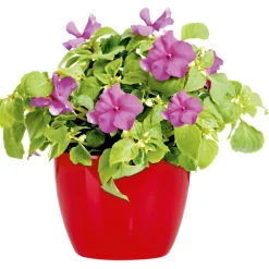 Fleißiges Lieschen Topf Durchmesser 10,5 cm ^ Plantiflor Sale