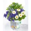 Frühlings-Mix Topf Durchmesser 13 cm ^ Plantiflor Online