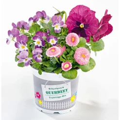 Frühlings-Mix Topf Durchmesser 13 cm ^ Plantiflor Online