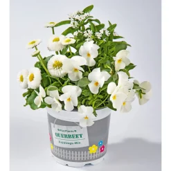 Frühlings-Mix Topf Durchmesser 13 cm ^ Plantiflor Online