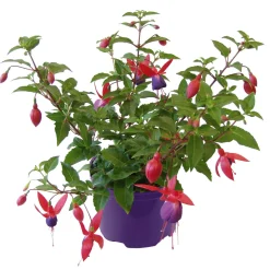 Fuchsie hängend Topf Durchmesser 12 cm ^ Plantiflor Online