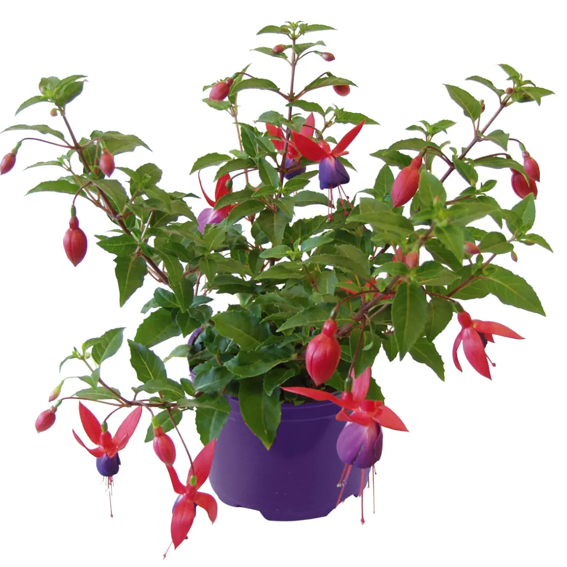 Fuchsie hängend Topf Durchmesser 12 cm ^ Plantiflor Online