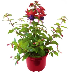 Fuchsie stehend Topf Durchmesser 12 cm ^ Plantiflor Clearance