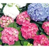 Gartenhortensie Macrophylla Topf- Durchmesser 17 cm ^ Plantiflor New