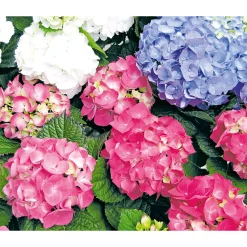 Gartenhortensie Macrophylla Topf- Durchmesser 17 cm ^ Plantiflor New