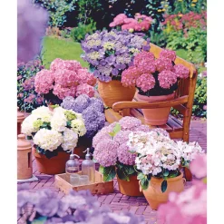 Gartenhortensie Topf Durchmesser 23 cm ^ Plantiflor New
