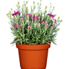 Garten-Nelke Topf Durchmesser 12 cm ^ Plantiflor New