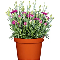 Garten-Nelke Topf Durchmesser 12 cm ^ Plantiflor New