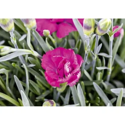 Garten-Nelke Topf Durchmesser 12 cm ^ Plantiflor New