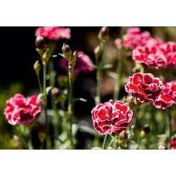 Garten-Nelke Topf Durchmesser 12 cm ^ Plantiflor New