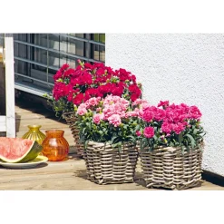 Garten-Nelke Topf Durchmesser 12 cm ^ Plantiflor New