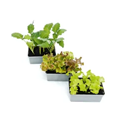 Gemüsejungpflanzen 6er-Pack ^ Plantiflor Outlet