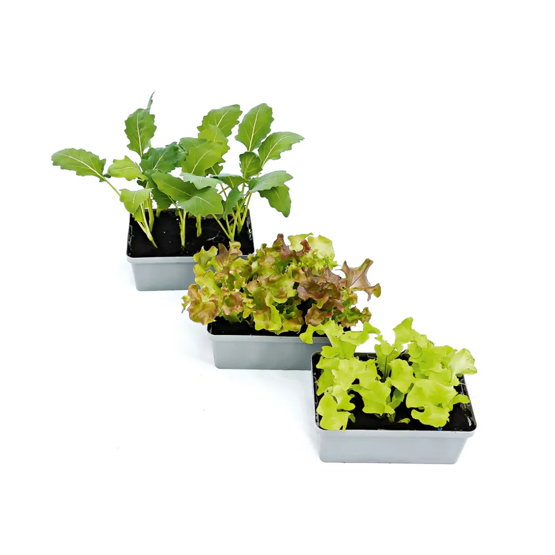 Gemüsejungpflanzen 6er-Pack ^ Plantiflor Outlet