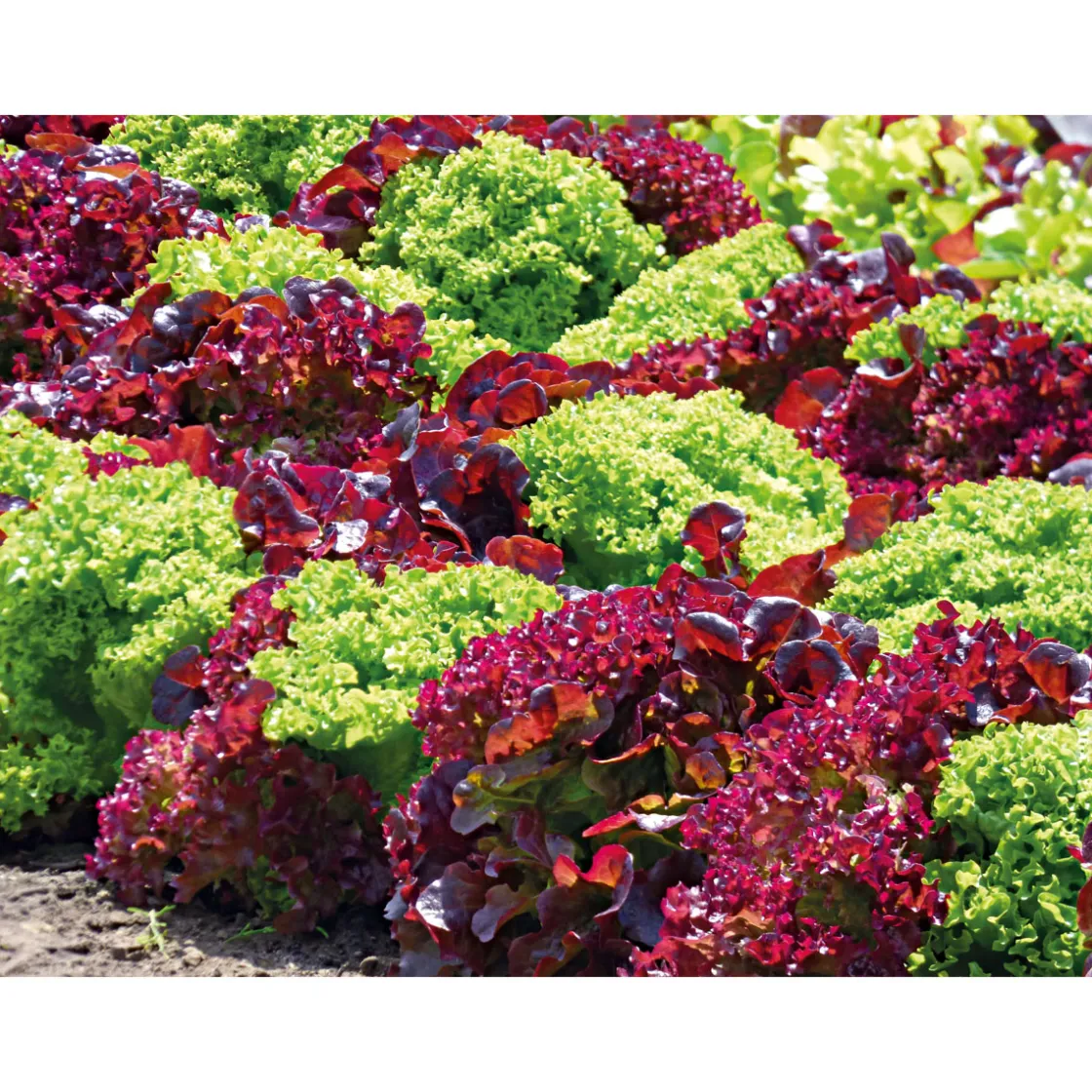 Gemüsejungpflanzen 6er-Pack ^ Plantiflor Outlet