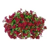 Geranie hängend im Topf Durchmesser 10,5 cm ^ Plantiflor Sale