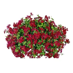 Geranie hängend im Topf Durchmesser 10,5 cm ^ Plantiflor Sale