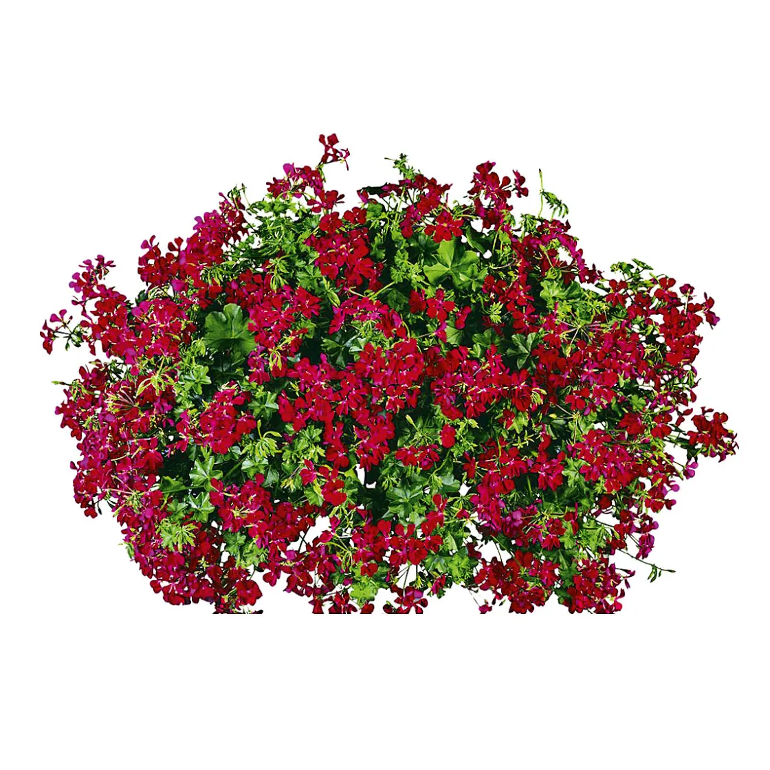 Geranie hängend im Topf Durchmesser 10,5 cm ^ Plantiflor Sale