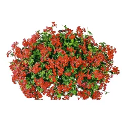 Geranie hängend im Topf Durchmesser 10,5 cm ^ Plantiflor Sale