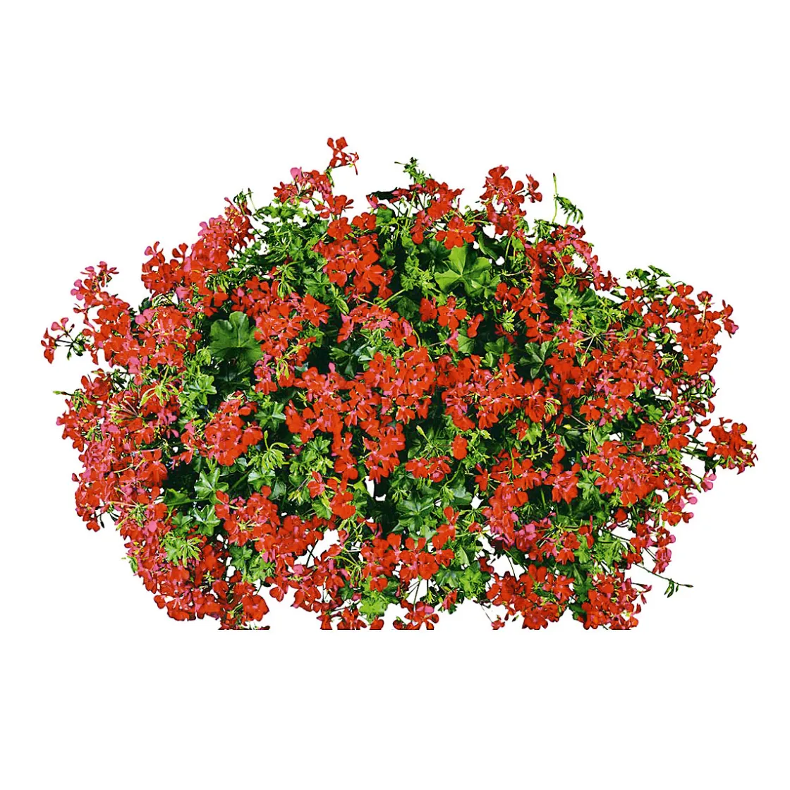 Geranie hängend im Topf Durchmesser 10,5 cm ^ Plantiflor Sale