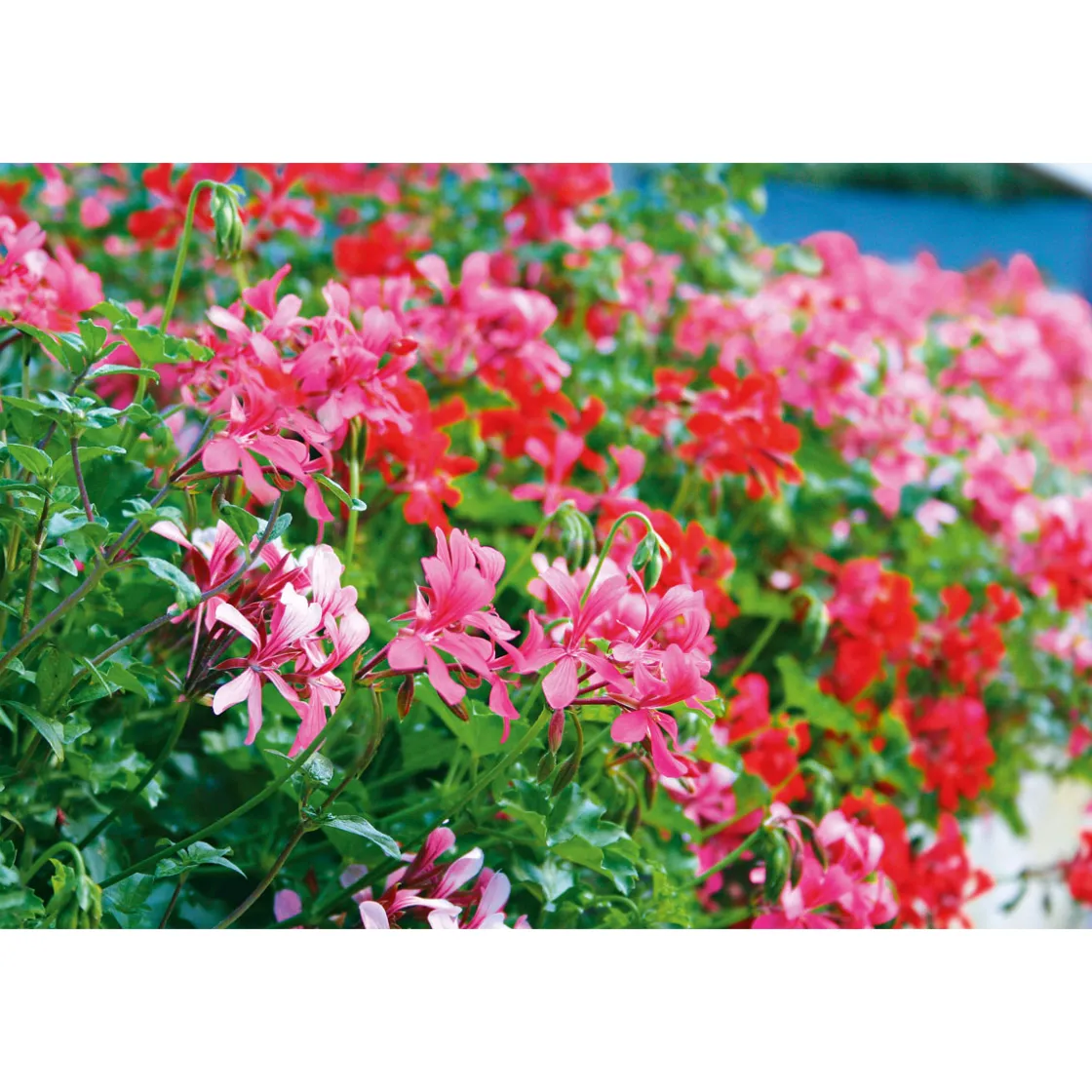 Geranie hängend im Topf Durchmesser 10,5 cm ^ Plantiflor Sale