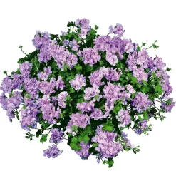Geranie hängend im Topf Durchmesser 10,5 cm ^ Plantiflor Sale