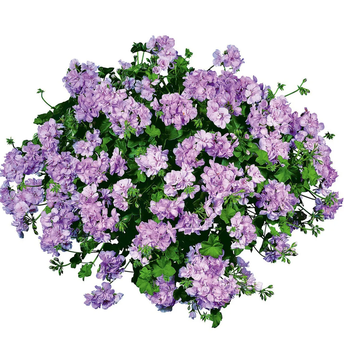 Geranie hängend im Topf Durchmesser 10,5 cm ^ Plantiflor Sale