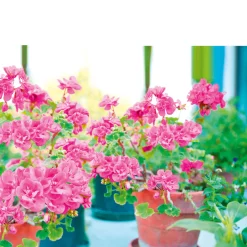 Geranie hängend im Topf Durchmesser 10,5 cm ^ Plantiflor Sale