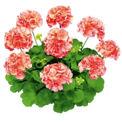Geranie stehend im Topf Durchmesser 10,5 cm ^ Plantiflor Hot