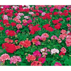 Geranie stehend Topf- Durchmesser 12 cm ^ Plantiflor Hot
