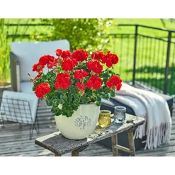 Geranie stehend Topf- Durchmesser 12 cm ^ Plantiflor Hot