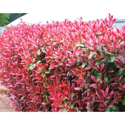 Glanzmispel Red Robin im Topf Durchmesser 17 cm ^ Plantiflor Sale