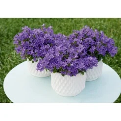 Glockenblume blau Topf 11 cm ^ Plantiflor Sale