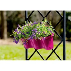 Glockenblume blau Topf 11 cm ^ Plantiflor Sale