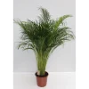 Goldfruchtpalme Topf Durchmesser 24 cm ^ Plantiflor Clearance