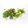 Goldmarie Taka Tuka Topf Durchmesser 12 cm ^ Plantiflor New