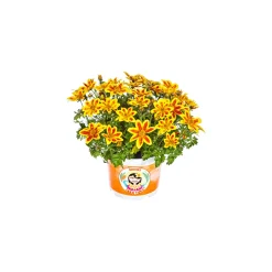 Goldmarie Taka Tuka Topf Durchmesser 12 cm ^ Plantiflor New