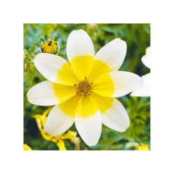 Goldmarie Taka Tuka Topf Durchmesser 12 cm ^ Plantiflor New
